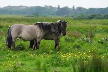 Chevaux Konik sur Dirk van Egmond