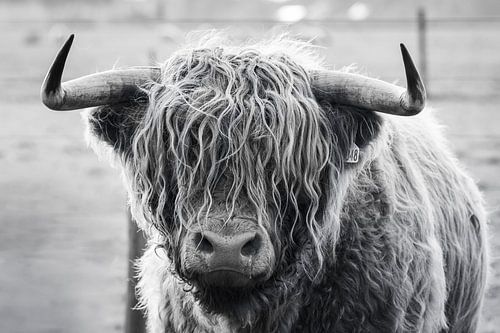 Portrait of head of Scottish highlander bull in black and white