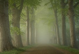 Die Buchenallee im Nebel von René de Vries
