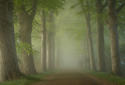 Beukenlaan in de Mist