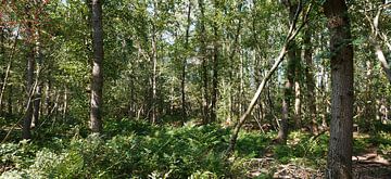 Une forêt de chênes avec des fougères sur Wim vd Neut