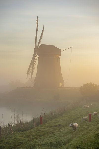 Mühle im nebligen Morgenlicht mit weidenden Schafen und Lämmern auf dem Damm von Bram Lubbers