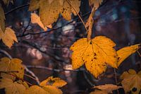 Orange autumn leaves against a blurred background.