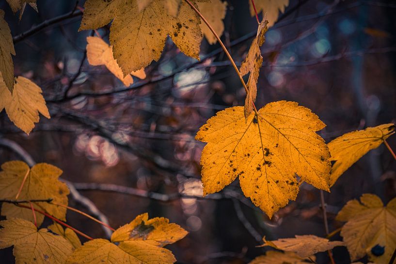 Oranje herfstbladeren tegen een onscherpe achtergrond. van Idema Media