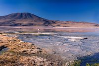 Flamingo in Bolivien