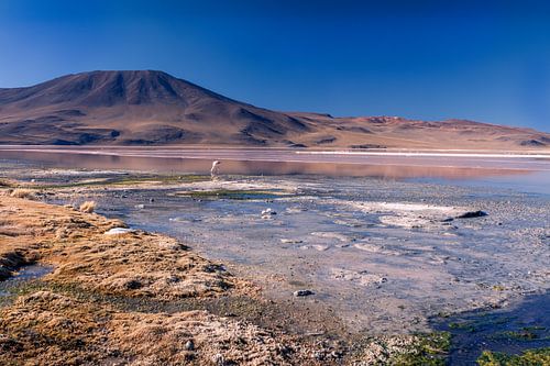 Flamingo in Bolivia van Jelmer de Zeeuw