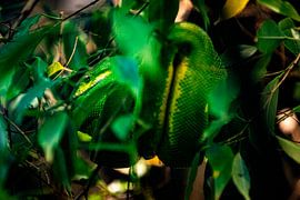 Groene boompython van By Odessa DC