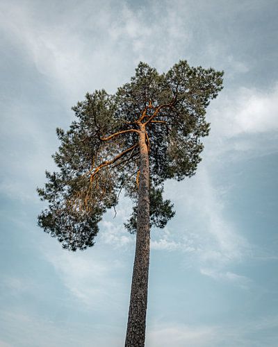 Naaldboom Oisterwijkse Bossen & Vennen