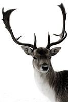 Picture of a male deer in the snow
