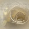 Witte roos  van Ellen Driesse