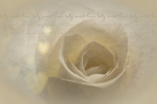 White Rose with text