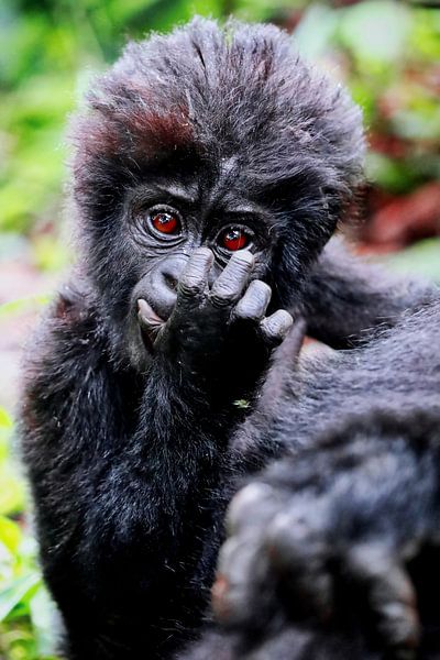 Junger Berggorilla, wildlife in Uganda von W. Woyke