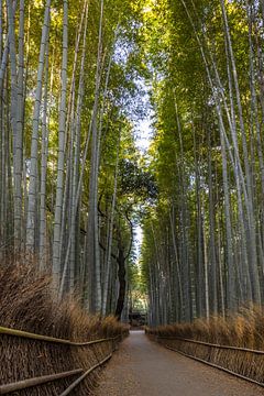 Enorm bamboebos van Arashiyama van Melanie Viola