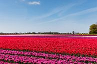 Tulpenfeld in Blüte von Percy's fotografie Miniaturansicht