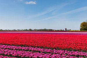 Tulipfield en fleurs