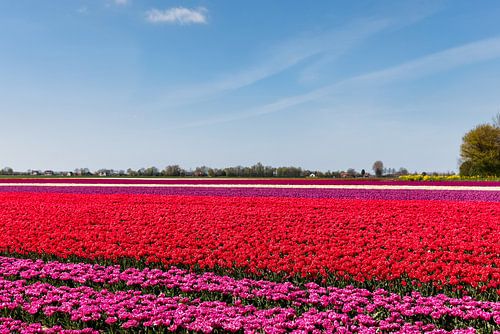 Tulpenveld in bloei