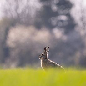 Hare 1 by Liliane Jaspers