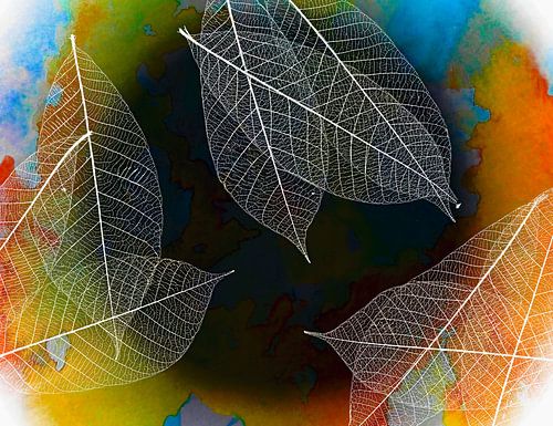 Abstracte kunst met skelet blad . Awarded.