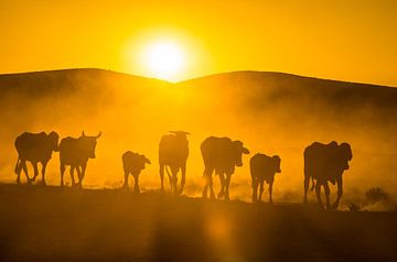 LPH 71319048 Bovins au coucher du soleil sur BeeldigBeeld Food & Lifestyle