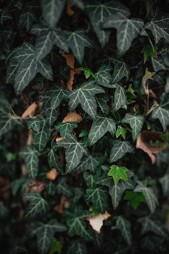 Dark Mood Ivy