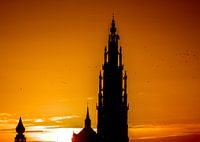 Antwerpen Kathedraal zonsondergang