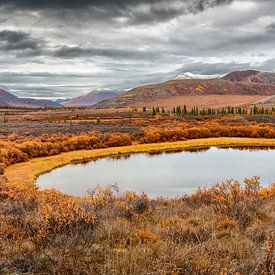 Tundra landscape in autumn colours. by Chris Stenger