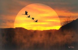 Night flights by Vera Laake