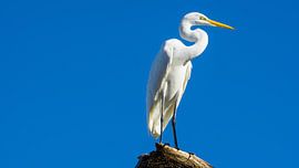 USA, Florida, White heron sitting on a tree in the sun by adventure-photos