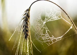 spinnenweb in ochtend dauw sur Marjo Kusters