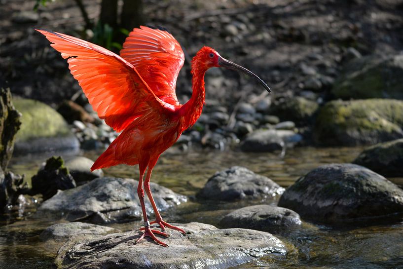 Ibis rouge par Robert Styppa