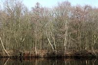 Wyldemerk