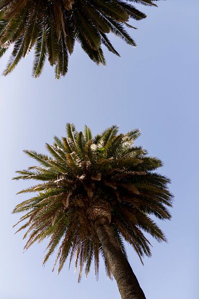 Palme an der Küste von Porto, Portugal von Karijn | Fine art Natuur en Reis Fotografie