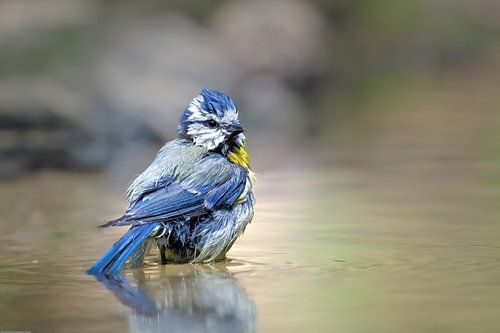 Blaumeise auf dem Wasser von Rianne Groenveld