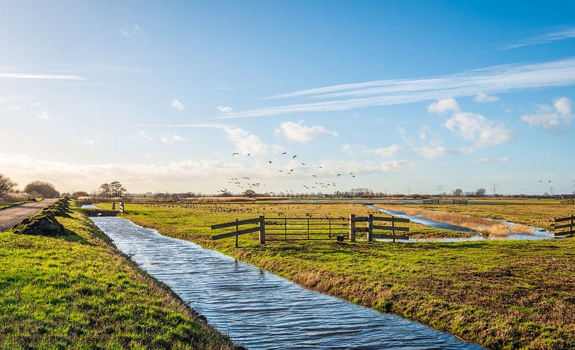 Des oies s'envolent dans un polder hollandais par Ruud Morijn
