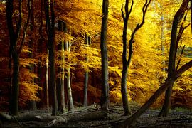 Buntes Chaos (Niederländischer Herbstwald) von Kees van Dongen