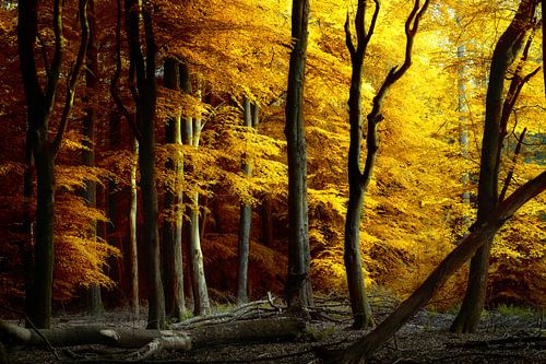 Colorful Chaos (Nederlands Herfst Bos)