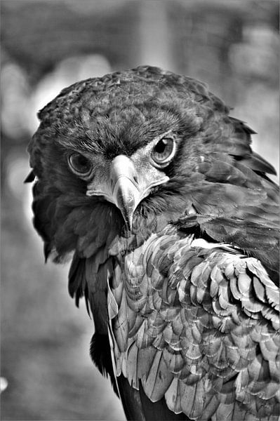 Roofvogel Zwart / Wit von DoDiLa Foto's