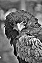 Roofvogel Zwart / Wit von DoDiLa Foto's Miniaturansicht