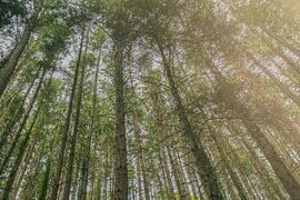 Wald von Lima Fotografie