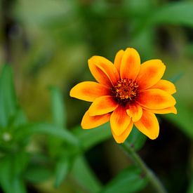 Sommerblume von Wouter van der Pluym