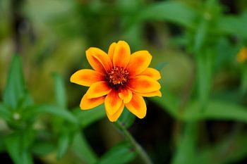 Summer flower