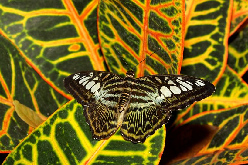 Weerschijn vlinder par Antwan Janssen