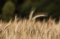 cornfield