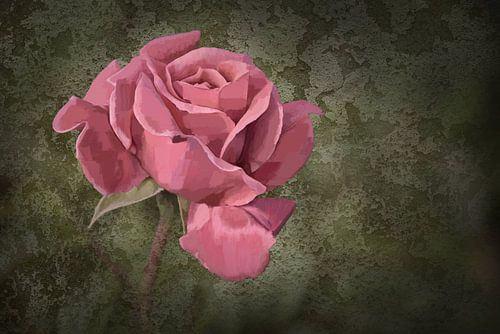 roze roos