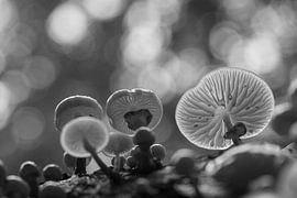 Champignons de rêve