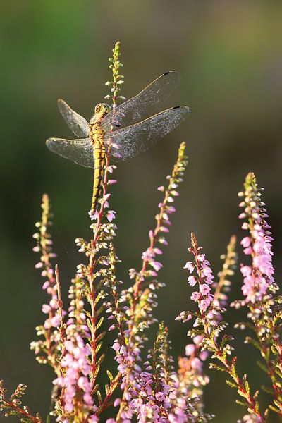 Porträt einer goldenen Libelle.4 von Daniëlle Eibrink Jansen