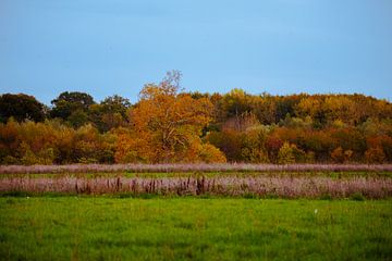 Herfst tinten in Zuid-Limburg van Timo Videc
