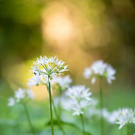 Bear's garlic in the forest by Franziska Jungen