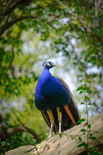 Fier paon à Séville !