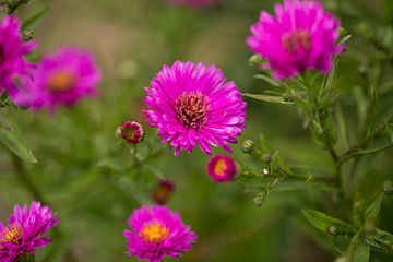 Gerbera by Stefanie Rickenthäler